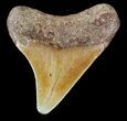 Beautiful, Juvenile Megalodon Tooth - Virginia #49556-1